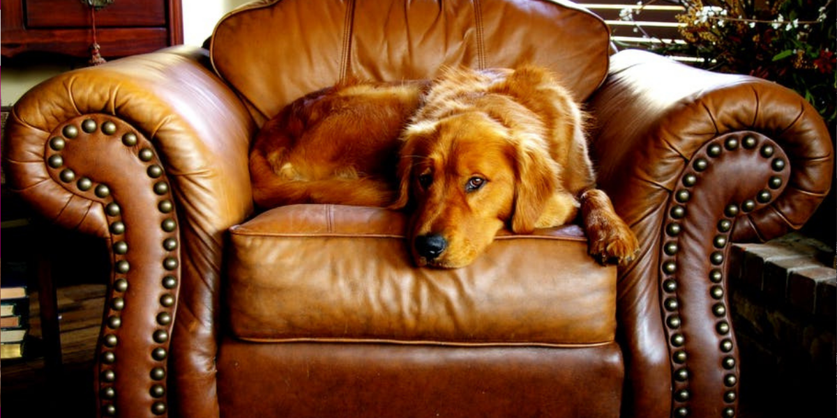 Puppy Chew Woes Solved!