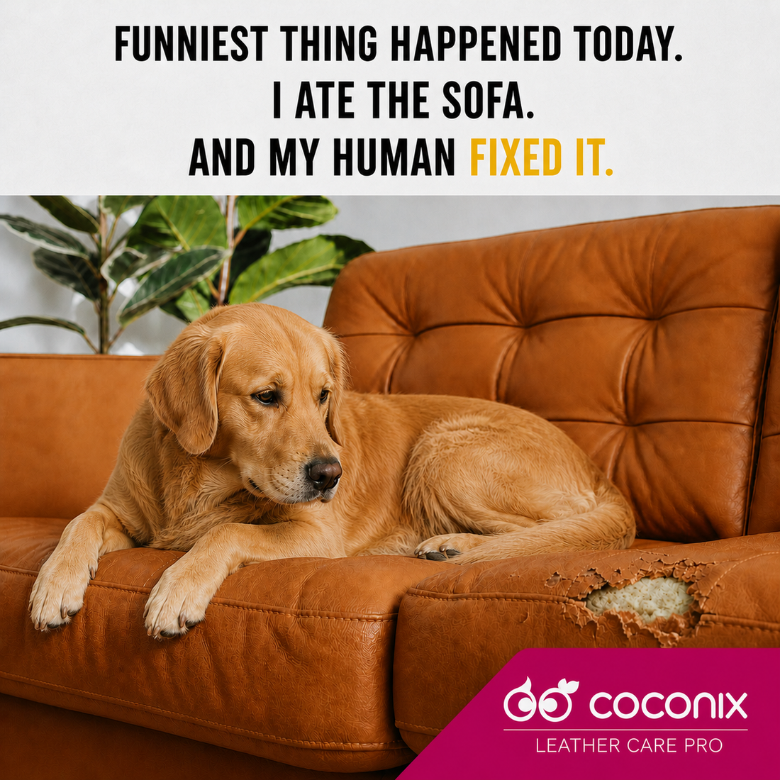 Golden retriever lounging beside a realistically chewed cognac leather sofa in a Coconix Leather Care PRO scene