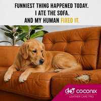 Golden retriever lounging beside a realistically chewed cognac leather sofa in a Coconix Leather Care PRO scene