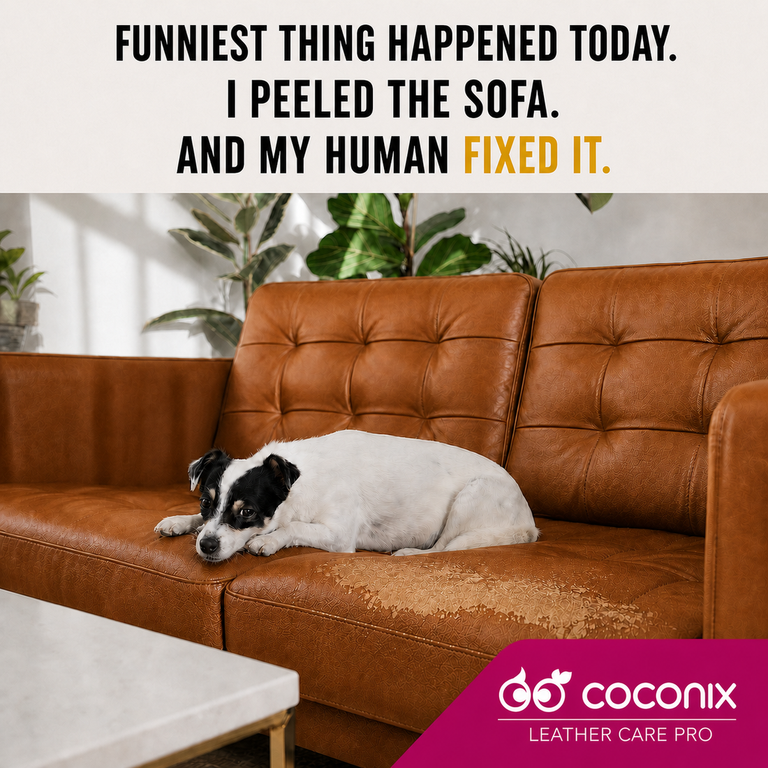 Dog resting beside a faded and peeling cognac tan leather sofa for Coconix Cognac Tan Recoloring Balm