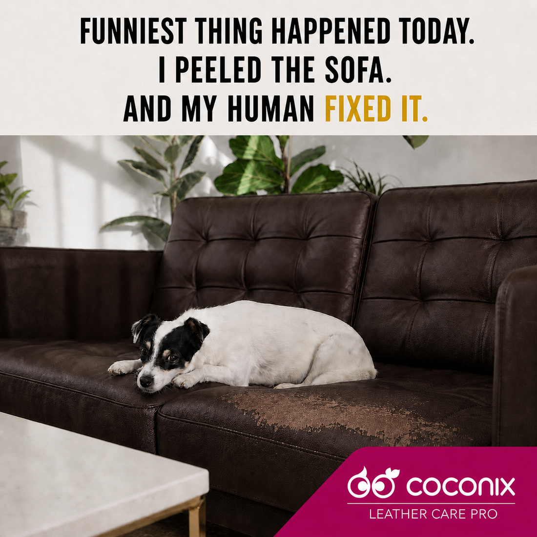 Dog resting beside a faded and peeling dark brown leather sofa for Coconix Dark Brown Recoloring Balm