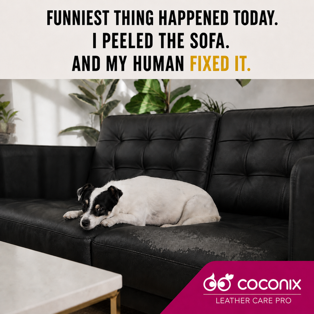 Dog resting beside a faded and peeling black leather sofa for Coconix Pure Black Recoloring Balm