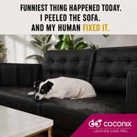 Dog resting beside a faded and peeling black leather sofa for Coconix Pure Black Recoloring Balm