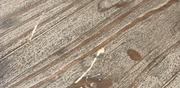 Maple Gray wood color and grain reference for the Coconix Floor & Furniture Repair Kit color recipe.